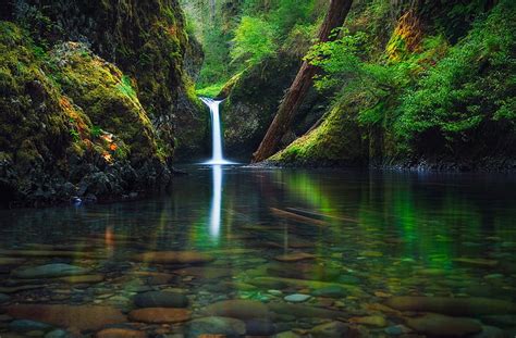 Hd Wallpaper Waterfalls Forest Moss Nature Oregon Usa Plant