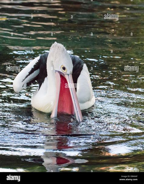 Australian Pelican Fishing Pelecanus Conspicillatus Stock Photo Alamy