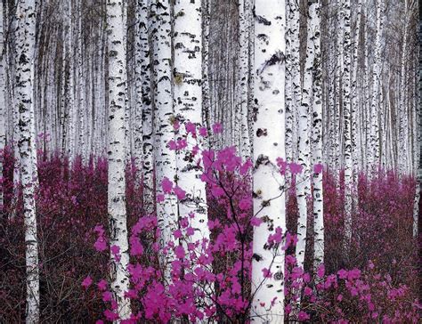 25 Birch Tree Wallpapers Download At Wallpaperbro 자작나무 그림 현대 풍경