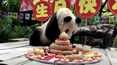 Worlds Oldest Panda Celebrates 37th Birthday