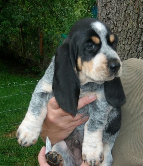 Why buy a basset hound puppy for sale if you can adopt and save a life? 9 best images about Basset bleu de Gascogne on Pinterest