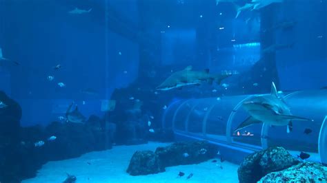 Sea Aquarium Resorts World Sentosa Island Singapore Youtube