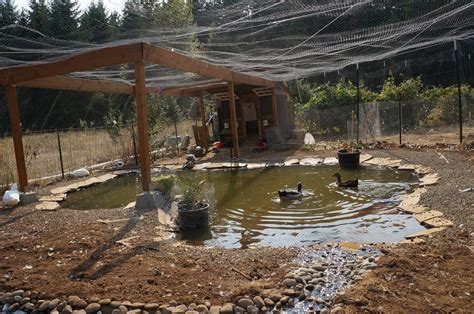 Sep 13, 2016 · designing a proper duck pond • success with your duck pond depends on selecting the correct pump. Duck Duck Dog: How to Build a Duck Pond