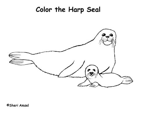 Cute Seal Coloring Pages At Free Printable Colorings