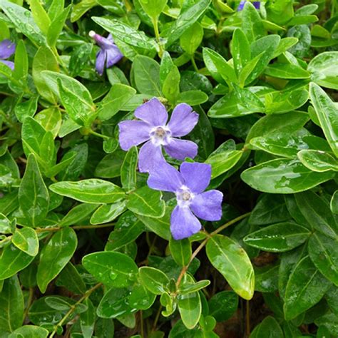 Periwinkle Myrtle Vinca Minor Bowles Jeepers Creepers Usa Perennial Plants