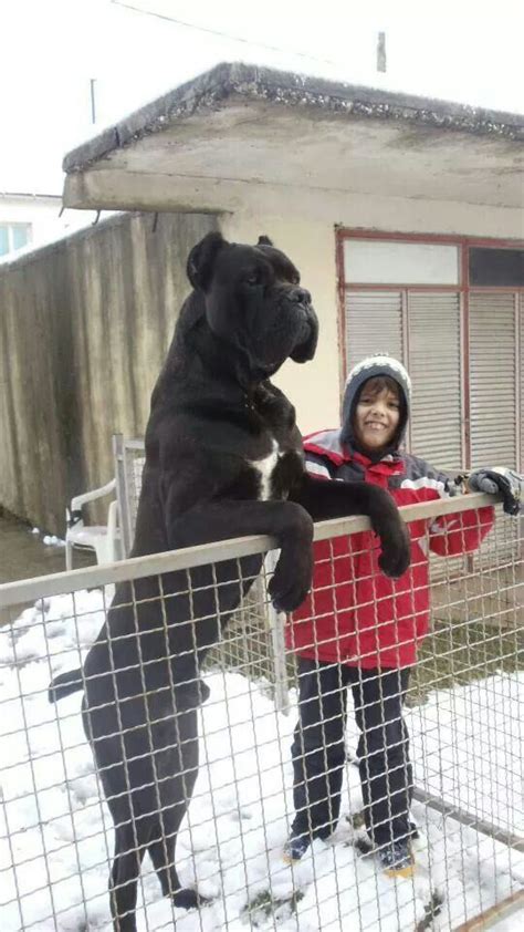 Cane Corso Dog Next To Human 09rosaline