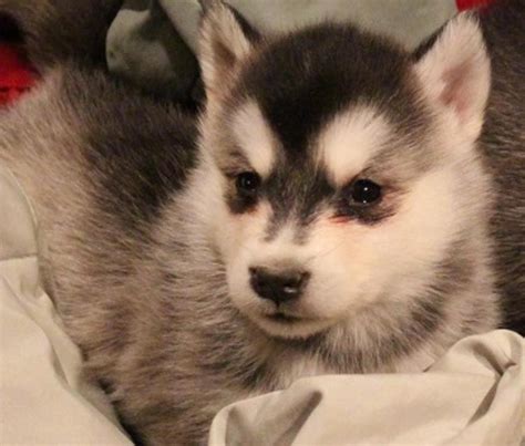 Alaskan Malamute Puppies For Sale Jackson Ms 71322