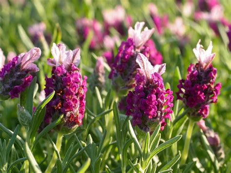 Lavender Plants For Sale Buy Lavender Plants Online Us