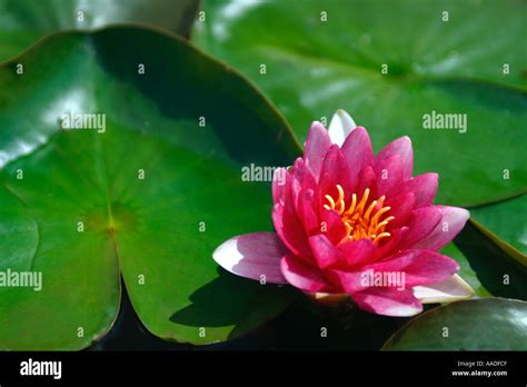 Pink Water Lily And Green Lily Pads Stock Photo Alamy