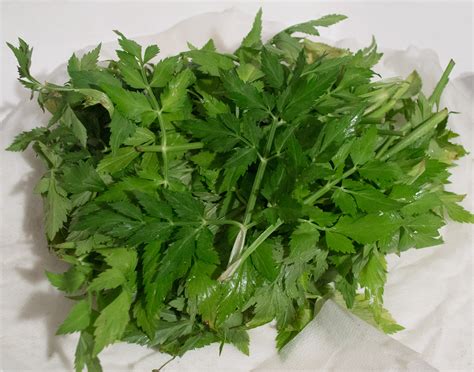 It tastes a little like parsley. Golbaengi Muchim (골뱅이 무침) - Seasoned Sea Snails with ...