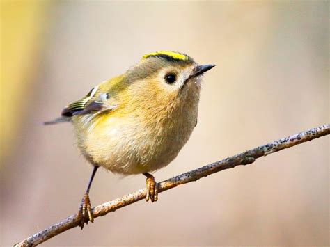 19 Common British Birds In Your Garden Lovethegarden Common British