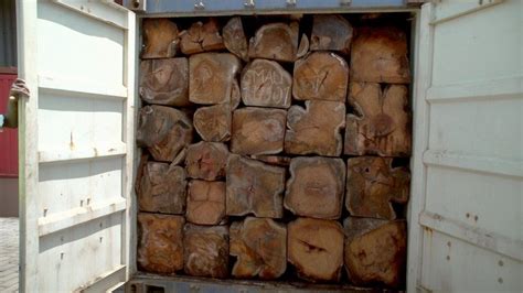 Rosewood Smuggling In The Gambia Shipping Firm Halts Timber Exports Bbc News