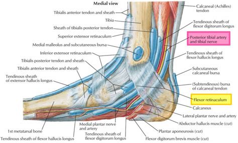 Tarsal Tunnel Syndrome Symptoms Causes Diagnosis Prognosis And Treatment