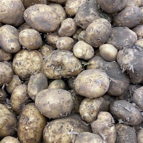 Cornish New Potatoes Woodbridge Greengrocers