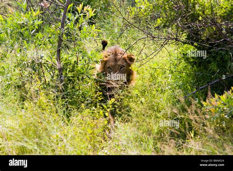 South Africa Lion In Kruger National Park Stock Photo Alamy