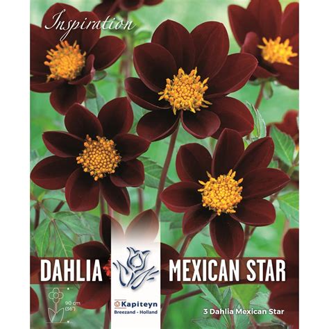 Dahlia Mexican Star Chocolate Scented Dahlia Pre Packaged Dry Bulbs