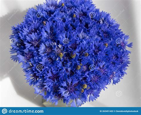 Beautiful Blue Close Up Flowers Of Cornflowers Blooming Cornflowers