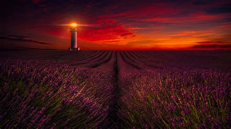 Sunset Lavender Field Lighthouse 5k Wallpapers Hd