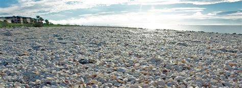 Shelling On Sanibel Island At Ocean S Reach How To Shell