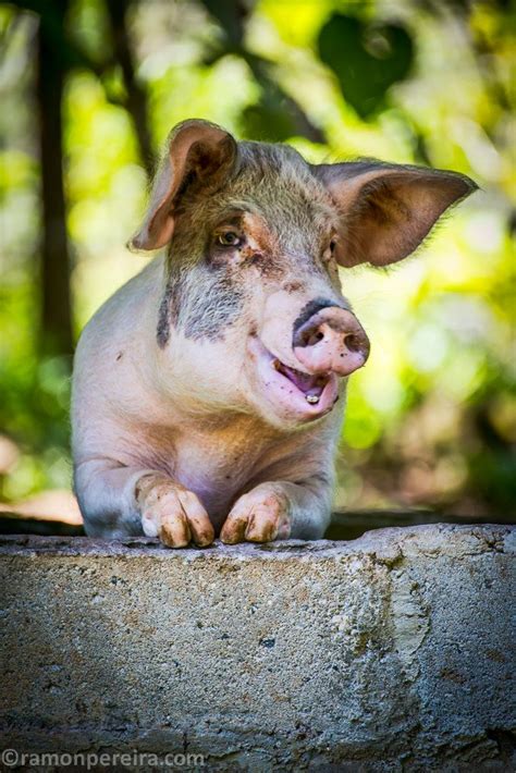 The Smiling Pig! | Smiling pig, Photo, Animals