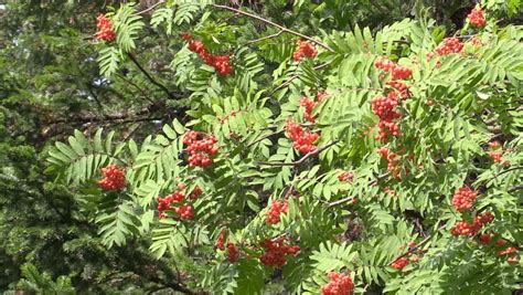 The red mulberry is a perennial tree native to the u.s. Pine Tree With Red Berries, Close-up Stock Footage Video ...