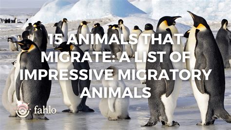 15 Animals That Migrate A List Of Impressive Migratory Animals Fahlo