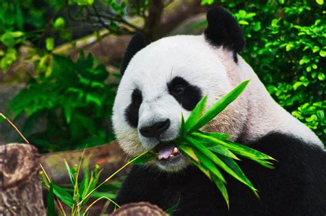 Conservation La Sauvegarde Du Panda Géant Est Elle Utile
