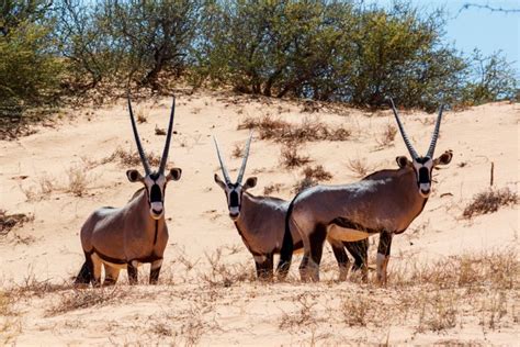 10 Photos Of Kgalagadi Transfrontier Park That Will Make Your Jaw Drop