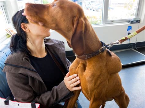 A subcutaneous injection is an injection administered into the fatty area just under the skin. Whiskey Girl --- the Vizsla Puppy: More bumps and Giardia ...