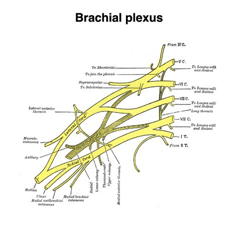 Utilizar Profesor Desviación Brachial Plexus Anatomy Loseta Progenie