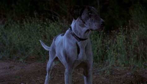 Top 5 Dogs From Horror Movies