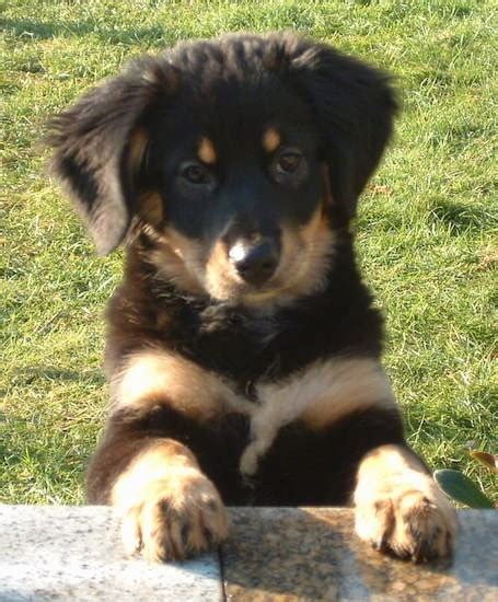 List Of Bernese Mountain Dog Mix Breed Dogs