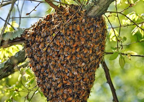 Honey Bee Swarm Catching Groworganics