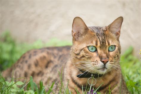 Katze Bild Wann Ist Eine Bengal Katze Geschlechtsreif