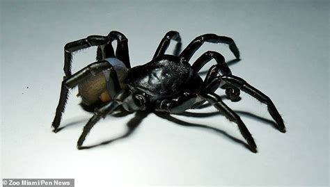 Florida Now Has New Species Of Venomous Spider Looks Like A Small