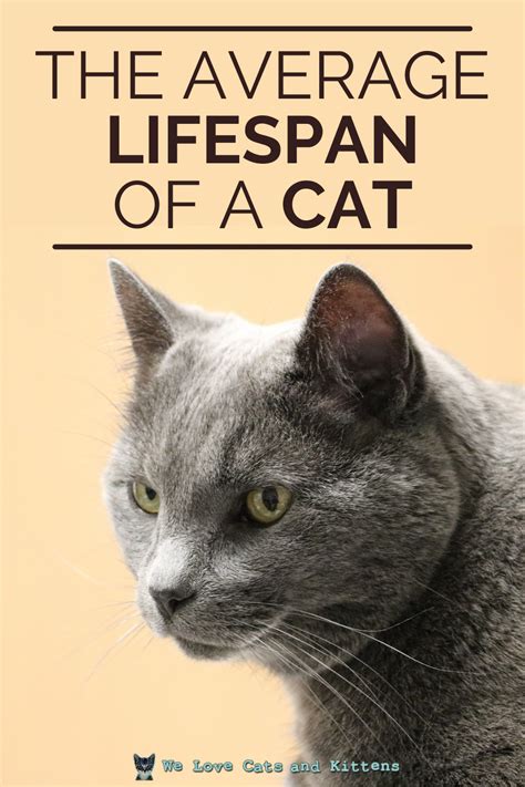 Understanding The Lifespan Of Cats