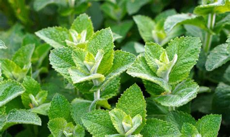 The Ultimate 12 Health Benefits Of Mint Tea Gbans And You