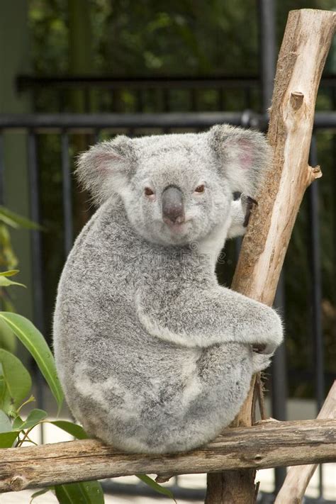 A Cute Koala Bear At Australia Zoo Stock Image Image Of Koala