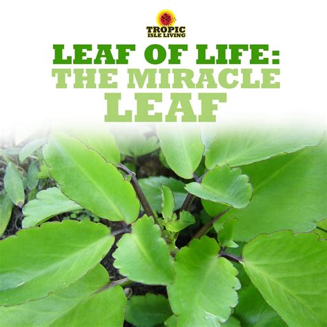 Leaf Of Life The Miracle Leaf Leaves Life Herbs