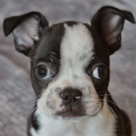 You will find boston terrier dogs for adoption and puppies for sale under the listings here. Boston Terrier Puppy for Sale in Boca Raton, South Florida.