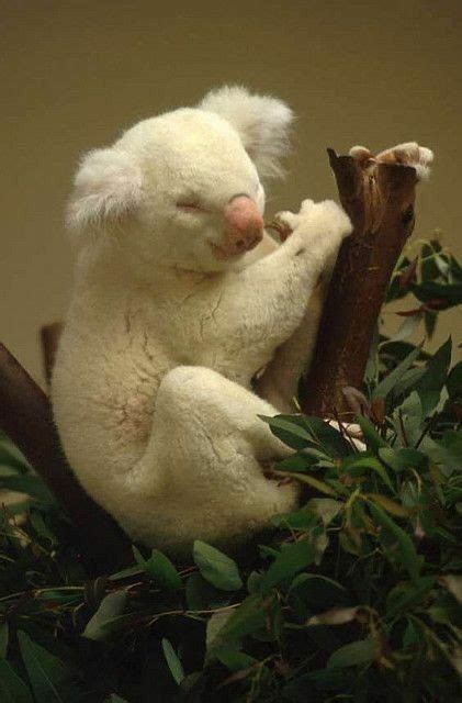 Pin De Kimberly Vredeveld Parson Em Koalas Animais De Estimação