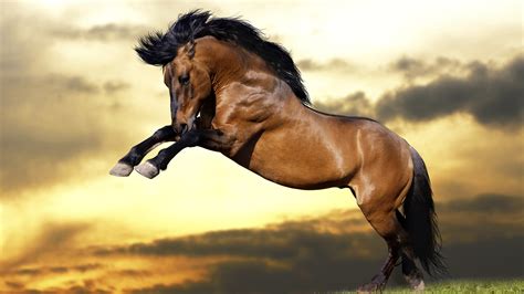 Brown Horse With Background Of Sunset And Clouds Hd Horse Wallpapers