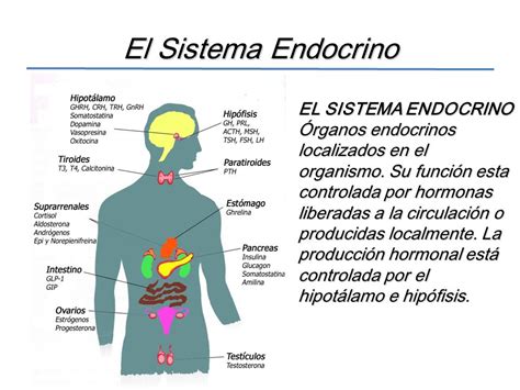 Sistema endocrino qué es Anatomía fisiología función y mucho más