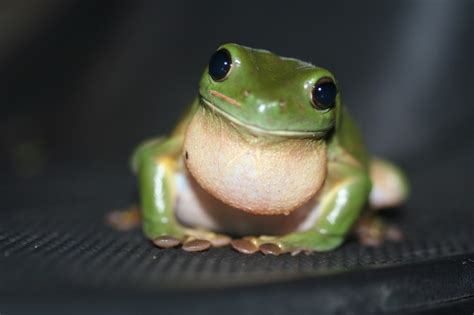 Green Tree Frogs Are One Of The Most Popular Pet Frogs This Article
