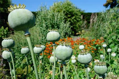Premium Photo Seed Pods Of The Giant Opium Poppy Pionvallmo Papaver Somniferum