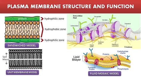 Plasma Membrane Structure And Function Free Biology Notes Rajus Biology