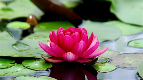 Bella y delicada flor de loto te gustaría tenerla en tu jardín MDZ Online