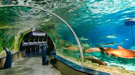 Aquariums In Istanbul Tips Advices And More Heytripster