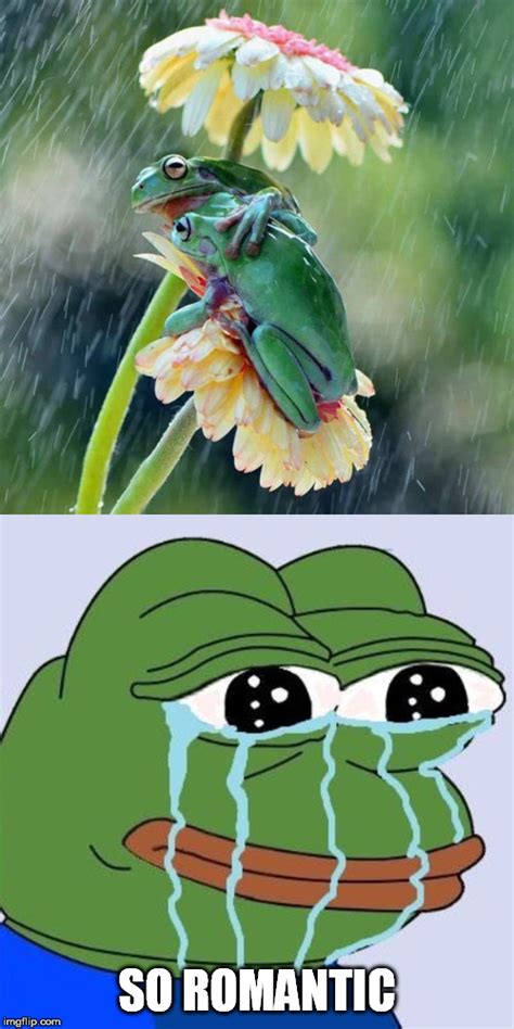 Image Tagged In Frogsromanticforever Alonepepe Cry Imgflip