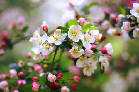 Apple Blossom Photograph By Jessica Jenney Fine Art America